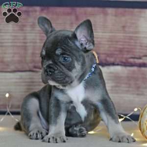 Chai, French Bulldog Puppy